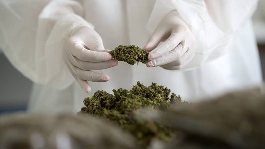 Italiani come noi, legalizzare la cannabis? “Va fatto subito, utile per l’economia”. “Ora totale incertezza, serve legge per il settore”