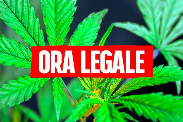 Cannabis legale Mantero M5S Con la Lega era impossibile ora ci proveremo