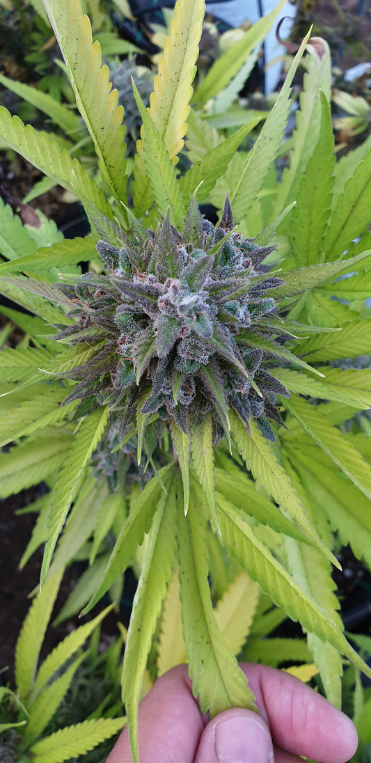 Harlequin - CBD 13-18% THC 0,2% - HEMPOINT CBD