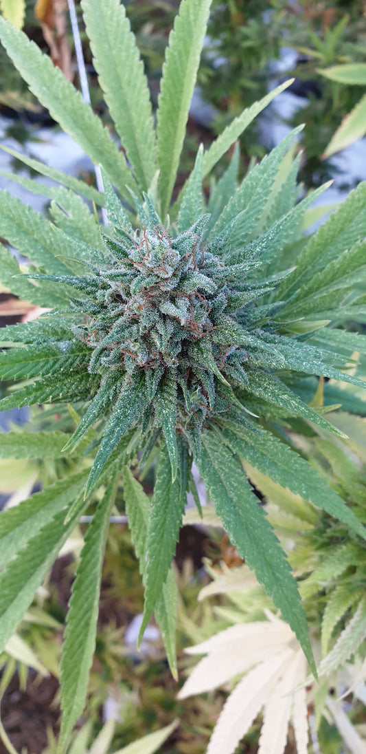 Kritical - CBD 14-20% THC 0,5% - HEMPOINT CBD