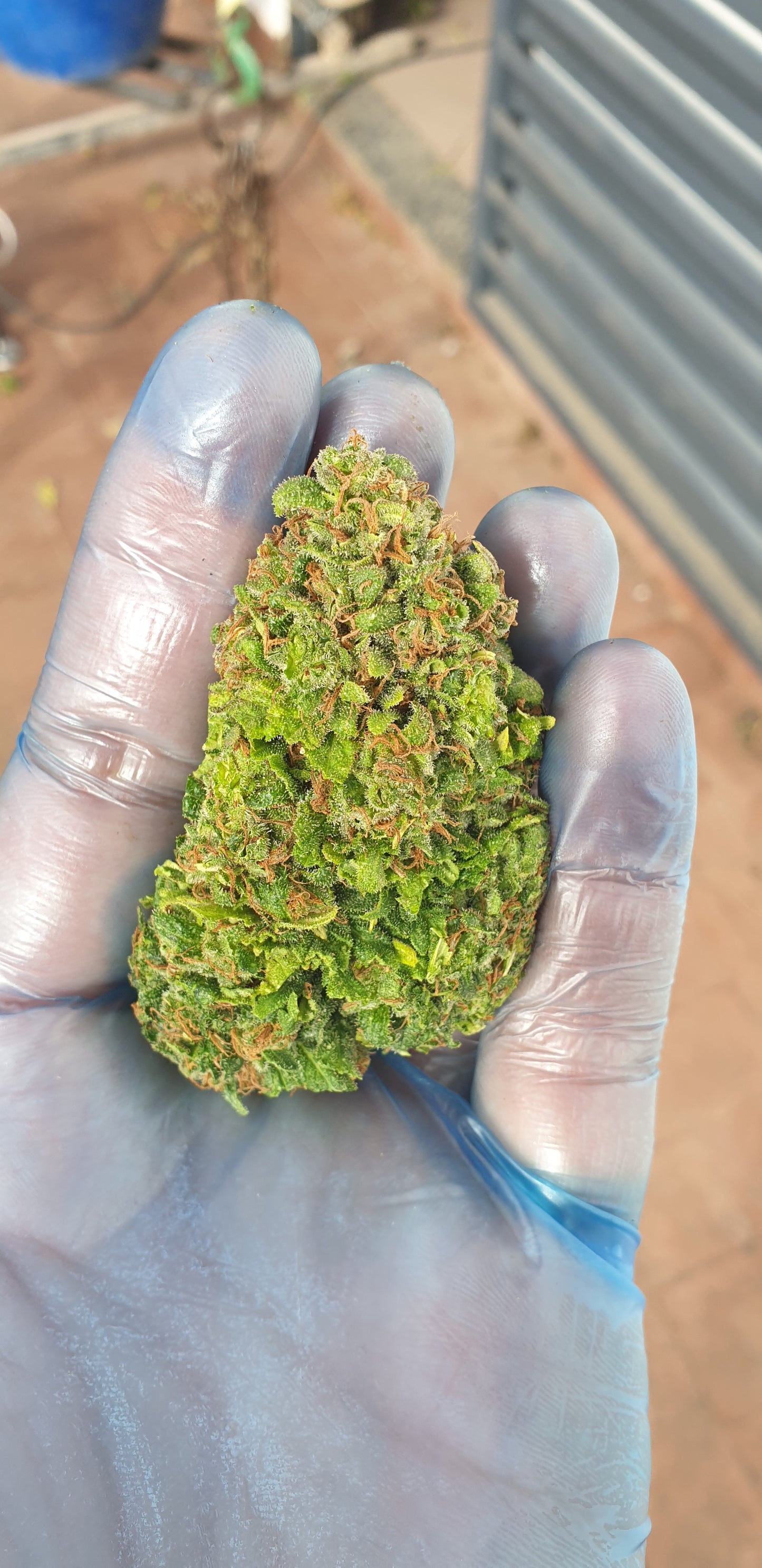 Kritical - CBD 14-20% THC 0,5% - HEMPOINT CBD