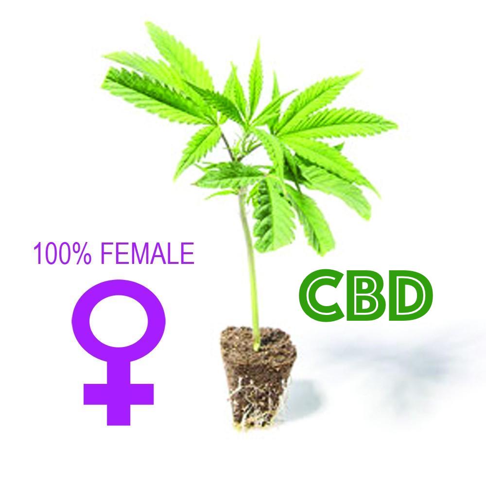 Talee di Canapa Light - Orange Haze CBD 14-18% THC 0,5% - HEMPOINT CBD