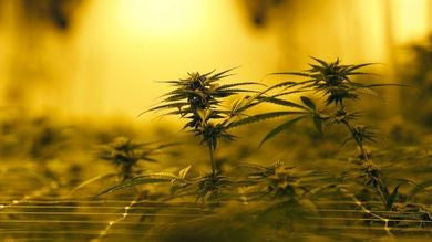 Cannabis light, via libera alla vendita se il thc è sotto lo 0,5%