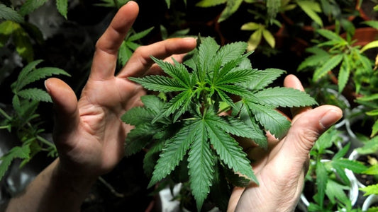 Cassazione: la coltivazione di cannabis per uso personale non è reato