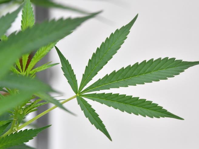 Cannabis, Cassazione: "Coltivarla in casa non è reato"