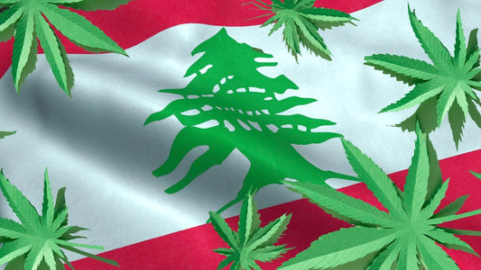 Il Libano è il primo paese arabo a legalizzare la marijuana medica