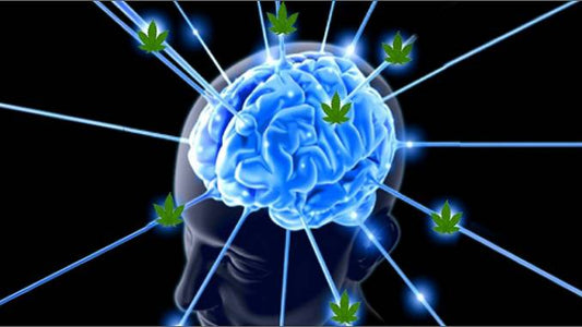 Fumare cannabis durante l’adolescenza non modifica la struttura del cervello