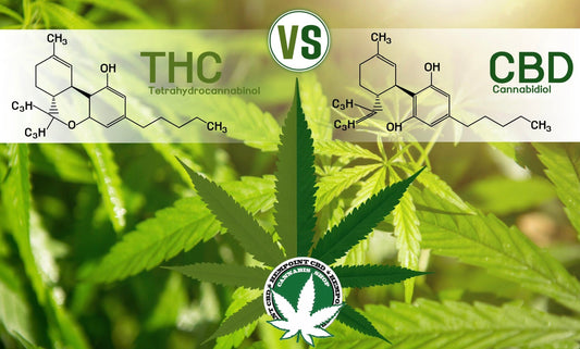 THC vs CBD: Differenze e Benefici Perché Scegliere il CBD?