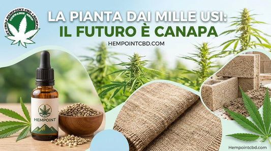 Dalla Salute all'Edilizia: I 1000 Usi della Canapa e Perché è il Futuro
