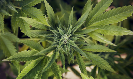 Cannabis: L’OMS rivaluta la posizione, è la prima volta che succede.