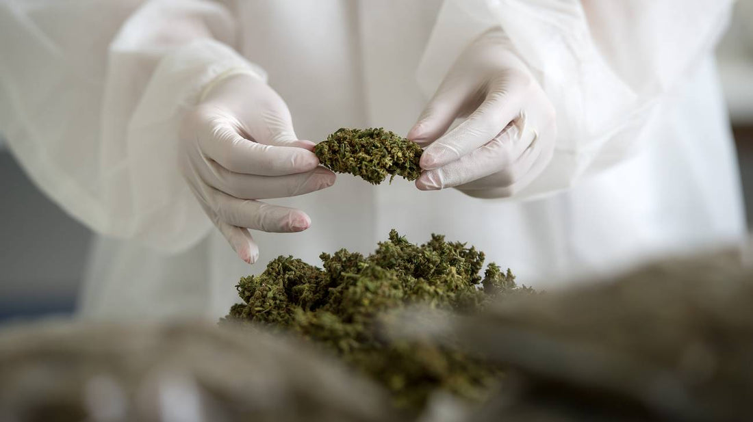 Il boom annunciato del mercato globale della cannabis terapeutica
