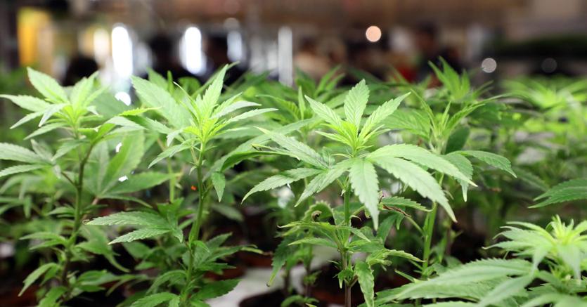 Cannabis, in parlamento nove proposte: Pd e M5S uniti sulla legalizzazione