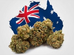 Anche la capitale dell’Australia ha legalizzato la cannabis. Noi quando?