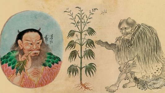 Cannabis svelato il mistero i primi a fumarla 2.500 anni fa furono i cinesi