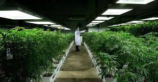 Firenze, lo stabilimento militare aumenterà la produzione di cannabis terapeutica