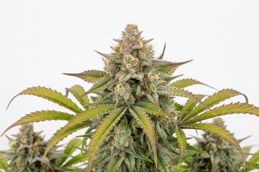 Alien OG Auto Feminised Seeds