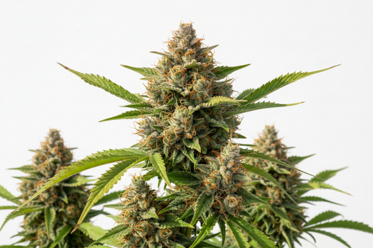 Amnesia Seeds Feminized