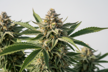 Cereal Milk Cali Seeds Feminized - Hempoint CBD