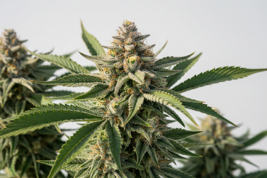 Cereal Milk Cali Seeds Feminized