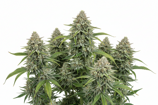 White Widow XL Auto Feminised Seeds