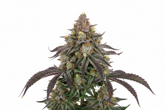 Northern Lights Auto Feminised Seeds