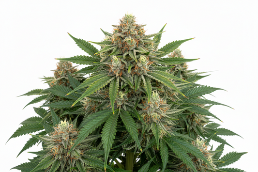 Super Skunk Auto Feminised Seeds