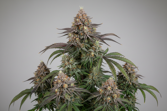 Zkittles Cali Seeds Feminized