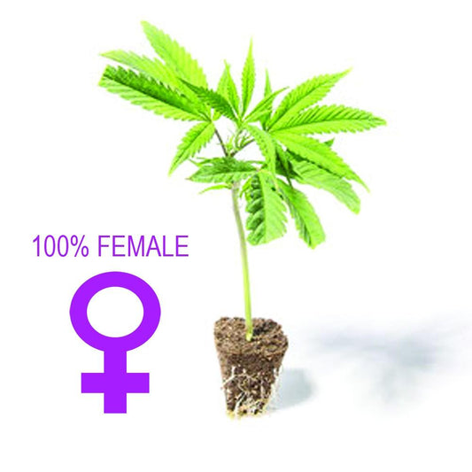 Pianta Ornamentale di Cannabis - Big Bud - HEMPOINT CBD 